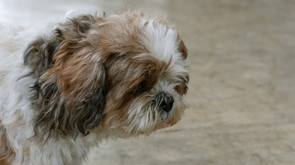 Naklejka na ściany i meble A cute Shih Tzu dog looks sad on the floor.