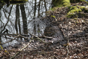 Forest swamp during springtime natural reserve