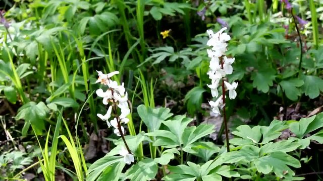 The indescribable beauty of flowering Corydalis.  Unobtrusive, harmonious colors of Corydalis.