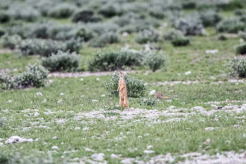 yellow mongoose active in nature