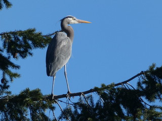 great blue heron in tree