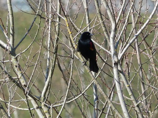 Red Winged black bird in tree