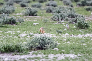yellow mongoose active in nature