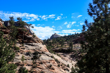 Amazing View to the Forest Mountains of Zion National Park, Utah, USA
