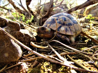 Wild tortoise in the mountain