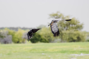 affriacn harrier hawk fight with a black raven