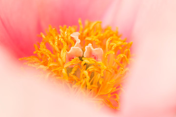 peony detail