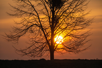 Magical sunrise sun behind the tree. There is a golden sky in the background