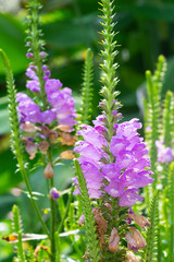 Obraz premium Purple Physostegia virginiana flower meadow, outdoors