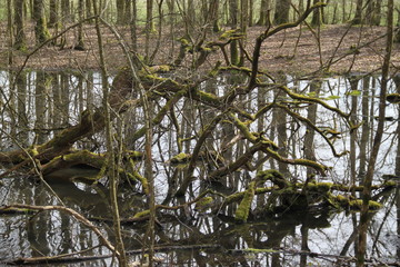 Forest swamp during springtime natural reserve