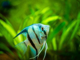 portrait of a zebra Angelfish in tank fish with blurred background (Pterophyllum scalare)