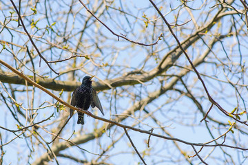 Starling perching on a branch of the tree against the blue sky. A singing bird.