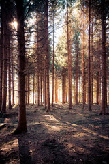 Fototapeta premium Impressive sunset in the forest: Tree trunks, sunbeams, light and shadow