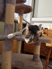 lümmelnde Katze