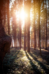 Impressive sunset in the forest: Tree trunks, sunbeams, light and shadow