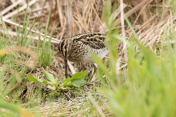 Bécassine des marais,.Gallinago gallinago, Common Snipe