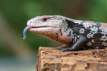 Blue tongue skink