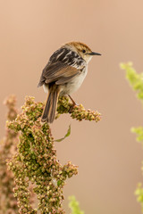 Cisticole à sonnette,.Cisticola tinniens, Levaillant's Cisticola