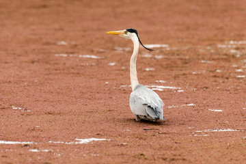 Héron cendré, Ardea cinerea, Grey Heron
