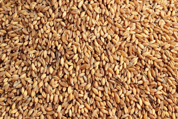 Shelled wheat grains background,harvest concept.