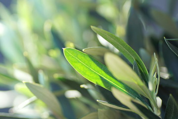Naklejka premium Close up of olive tree leaves in spring light