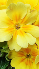 Fototapeta na wymiar fiore giallo