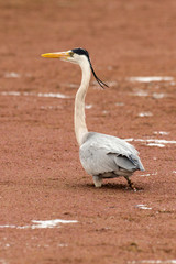 Héron cendré, Ardea cinerea, Grey Heron