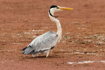 Héron cendré, Ardea cinerea, Grey Heron