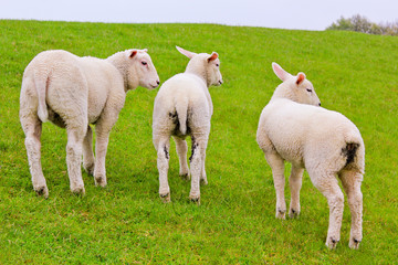 Three sheep from behind with dirty butts.