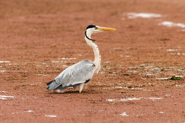 Héron cendré, Ardea cinerea, Grey Heron