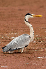 Héron cendré, Ardea cinerea, Grey Heron