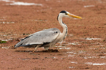 Héron cendré, Ardea cinerea, Grey Heron