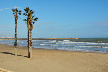 Fototapeta na wymiar Palm trees on the beach in summer