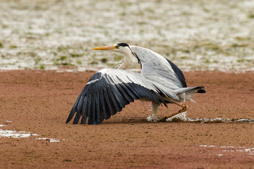 Héron cendré, Ardea cinerea, Grey Heron
