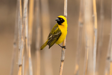 Tisserin intermédiaire,.Ploceus intermedius, Lesser Masked Weaver