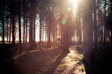 Impressive sunset in the forest: Tree trunks, sunbeams, light and shadow