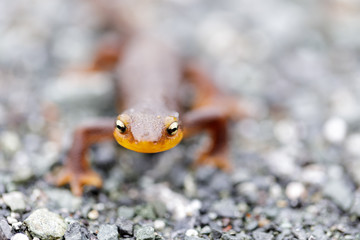 Selective focus of California Newt approaching. Monte Bello Open Space Preserve, Santa Clara...