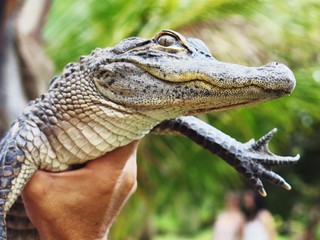cocodrilo 