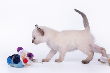 a small kitten with a mause is isolated on a white background