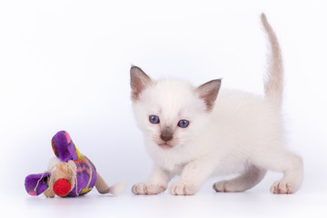 a small kitten with a mause is isolated on a white background
