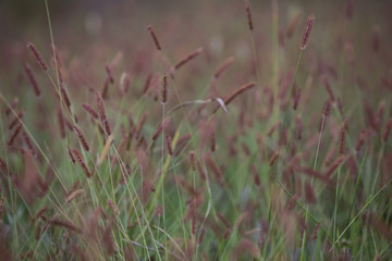 Close up of a grass with soft focus
