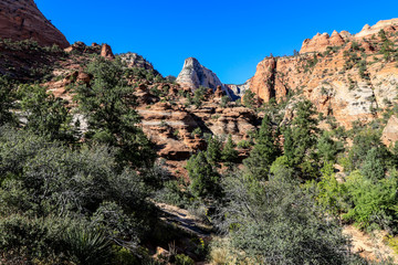 Amazing View to the Forest Mountains of Zion National Park, Utah, USA
