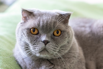 Obraz premium Gray scottish fold cat with orange eyes looks at the camera. Selective focus. Closeup view