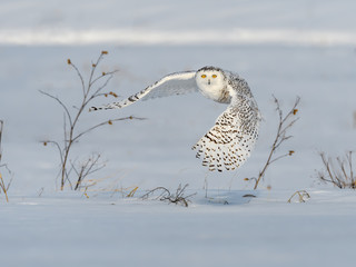 Female Snowy Owl Taking Off From Snow Field in Winter © FotoRequest