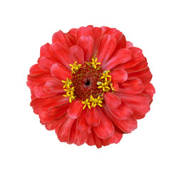 Surreal red Zinnia flower isolated on white. High detailed macro photo