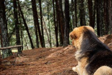 yellow/black mixed breed dog lying in ground looking with atention to a deep pine forest and lying in ground dried brown pine needles.