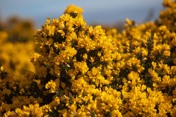 The Yellow flowering Gorse on the Coast