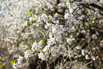 Lovely white cherry blooms on the branches. They are blooming before they get the leaves. From the neighbours backyard