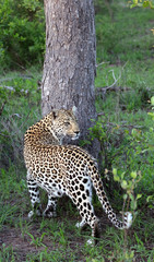 Watchful female leopard Sabi Sands Game Reserve