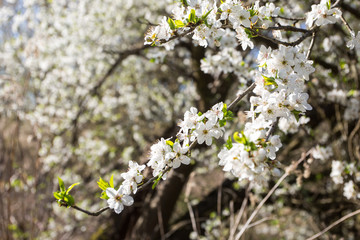 Lovely white cherry blooms on the branches. They are blooming before they get the leaves. From the neighbours backyard